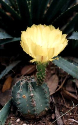 echinocereus cactus