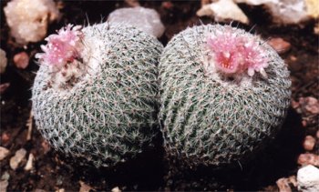 button cactus