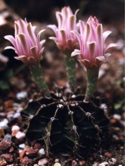 gymnocalycium cactus