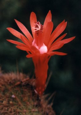 hildewintera cactus