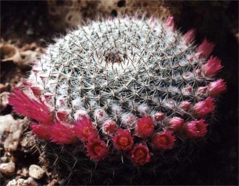 mammillaria cactus blooming in winter