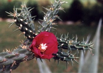 cholla cactus