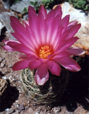 Texas pride cactus