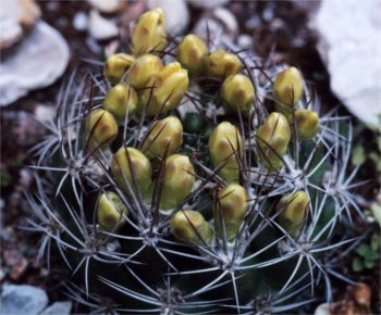 weingartia cactus
