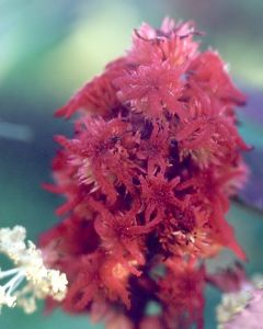 castor bean flower