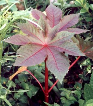 young castor bean plant