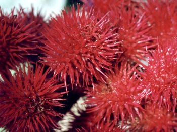 immature castor bean seed pods