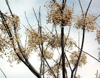 chinaberry in winter with seeds still attached