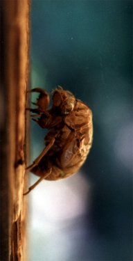 cicada larval shell