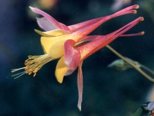 common columbine blossom