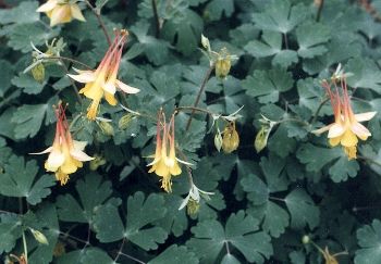 wild columbine