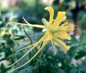 Texas gold columbine