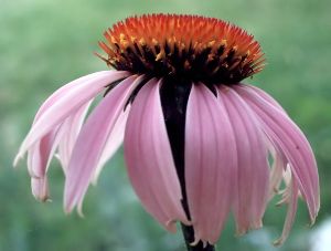young purple coneflower blossom