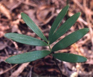 coontie leaf