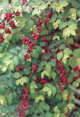 coralberry bush