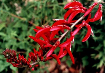 coral tree blossoms