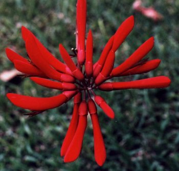 coral tree blossoms