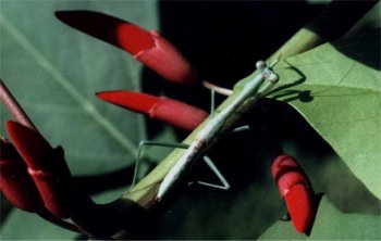 praying mantis on coral tree blossoms