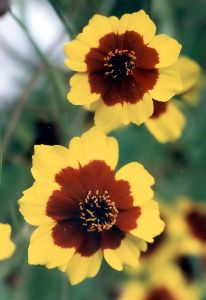 plains coreopsis