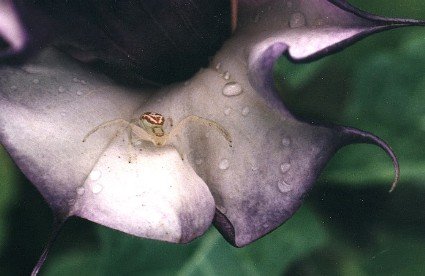 female, double purple moonflower