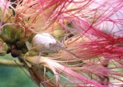 female, mimosa tree blossoms