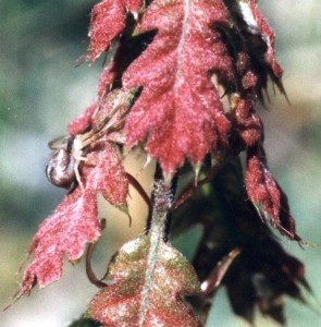 female, young oak tree