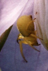 female, unidentified flower