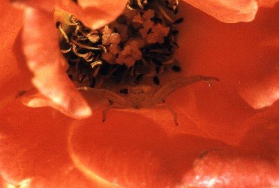 female, rose