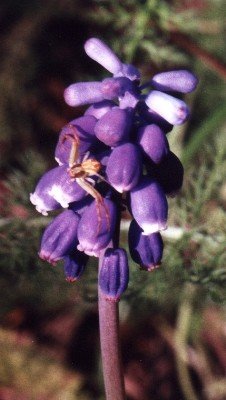 male or young female, grape hyacinth