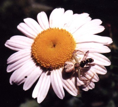 female eating wasp, English daisy