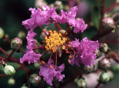 crape myrtle buds and blossom