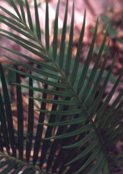 full grown cycad frond