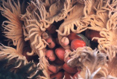 cycad seeds with green anole