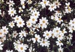 black-footed daisy