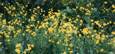 Engelmann daisies