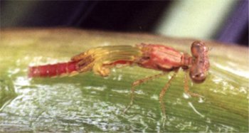 newly emerged adult damselfly 2