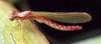 newly emerged adult damselfly 3