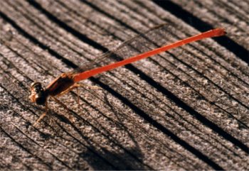 adult male desert firetail damselfly