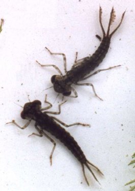 desert firetail damselfly larvae