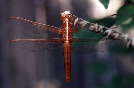 female dragonfly