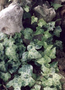 variegated English ivy