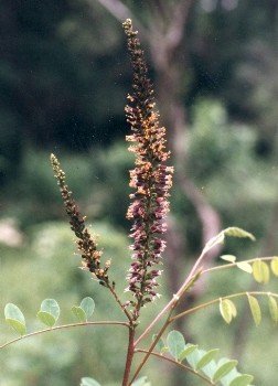 false indigo