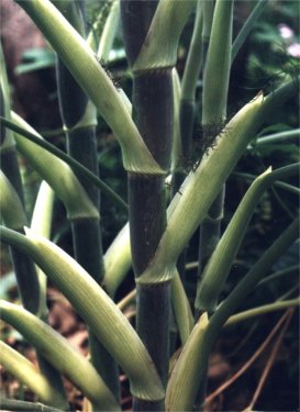 fennel stems