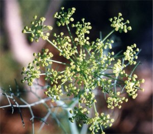 fennel buds