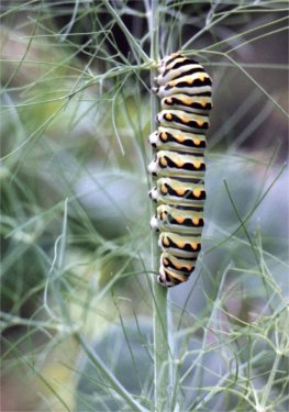 black swallowtail caterpillar on fennel