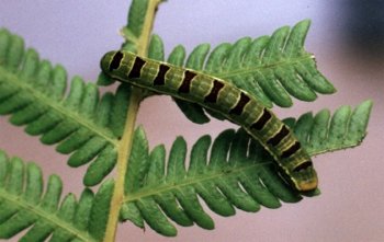 unidentified caterpillar eating wood fern