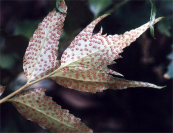 underside of holly fern leaf