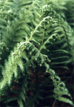 wood ferns