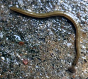 striped terrestrial flatworm