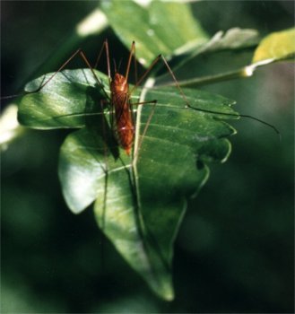 crane fly